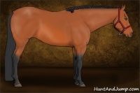 Horse Color:Bay Rabicano 