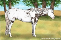Horse Color:Unknown 