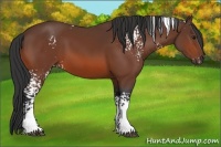 Horse Color:White Spotted Bay Rabicano 