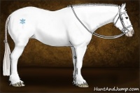 Horse Color:Chocolate Palomino Appaloosa 