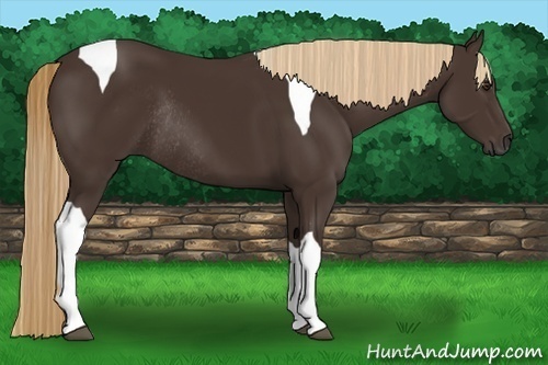 Horse Color:Liver Chestnut Tobiano Rabicano 