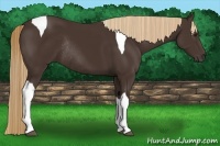 Horse Color:Liver Chestnut Tobiano Rabicano