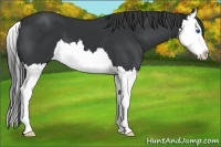 Horse Color:Black Splash