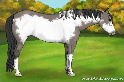 Horse Color:Grullo Frame