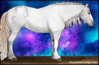 Horse Color:Liver Chestnut Appaloosa 