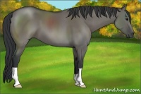 Horse Color:Grullo Frame