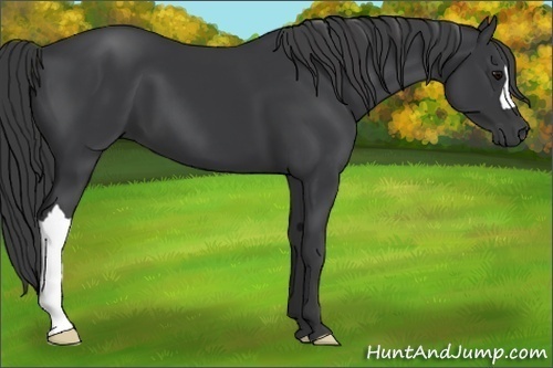 Horse Color:Black 