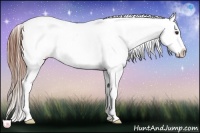 Horse Color:Chestnut Appaloosa