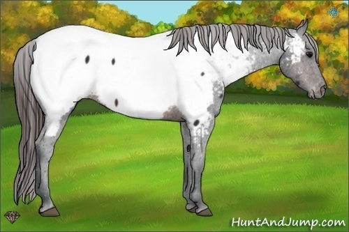 Horse Color:Brown Appaloosa 