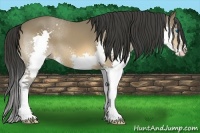 Horse Color:Buckskin Splash