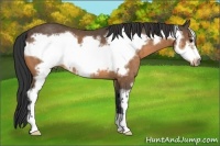 Horse Color:Buckskin Sabino Frame 