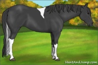 Horse Color:Smoky Black Tobiano 