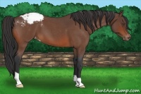 Horse Color:Bay Roan Varnish