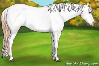 Horse Color:Chestnut Appaloosa 