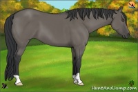 Horse Color:Grullo 