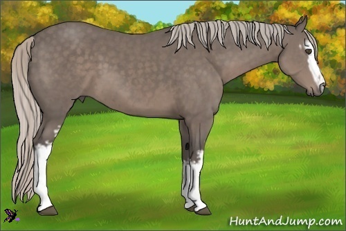 Horse Color:White Spotted Silver Black 