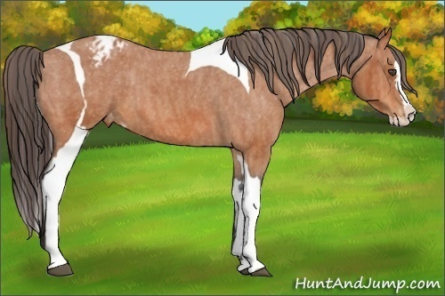 Horse Color:Bay Splash Tobiano Varnish  Brindle