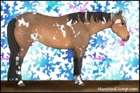 Horse Color:White Spotted Buckskin