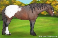 Horse Color:Bay Snowcap 