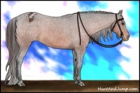 Horse Color:Bay Sabino Appaloosa