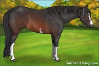 Horse Color:White Spotted Brown