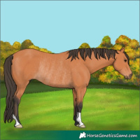 Horse Color:Bay Rabicano 