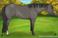 Horse Color:Grullo Sabino 