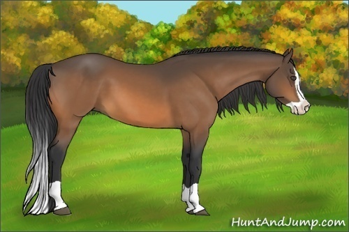 Horse Color:Buckskin Splash 