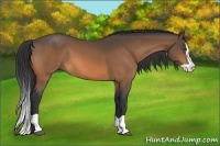 Horse Color:Buckskin Splash 