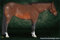 Horse Color:Bay Rabicano 