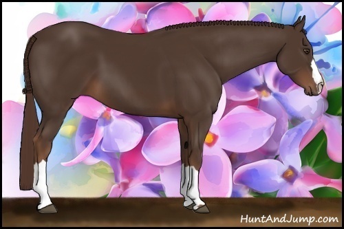 Horse Color:Liver Chestnut 