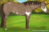 Horse Color:Liver Red Dun Sabino Splash Frame 