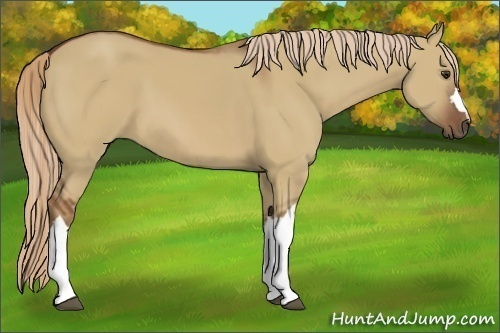Horse Color:Red Dun