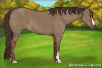 Horse Color:Liver Red Dun Frame
