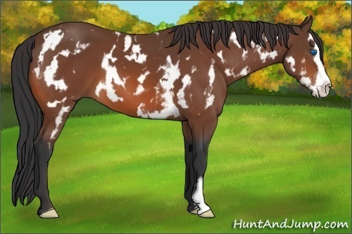 Horse Color:White Spotted Bay Splash Frame 