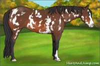 Horse Color:White Spotted Bay Splash Frame 