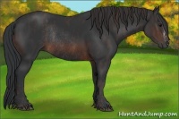 Horse Color:Brown Rabicano  Brindle