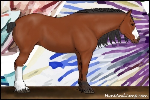Horse Color:Bay 