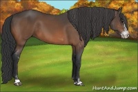 Horse Color:Bay Sabino 