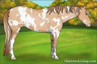 Horse Color:White Spotted Bay Pearl