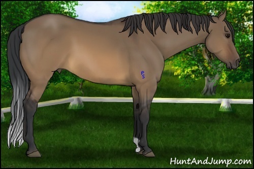 Horse Color:Brown Dun 