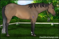 Horse Color:Brown Dun
