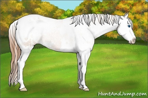Horse Color:White Spotted Bay Pearl Splash Appaloosa 