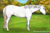 Horse Color:White Spotted Bay Pearl Splash Varnish 