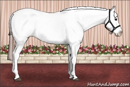Horse Color:Grullo Splash Tobiano Blanket 