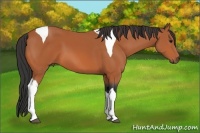 Horse Color:Bay Tobiano 
