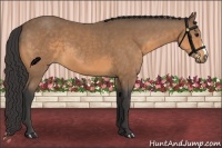 Horse Color:Buckskin 