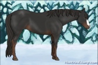 Horse Color:Liver Chestnut 
