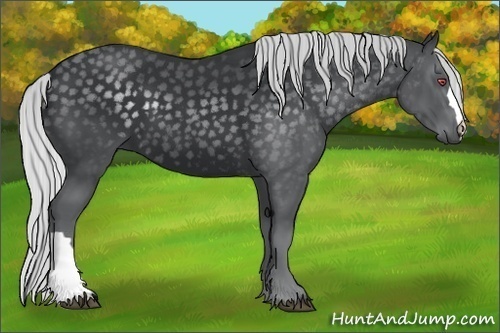 Horse Color:Silver Black Chinchilla 
