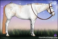 Horse Color:White Spotted Buckskin Pearl 